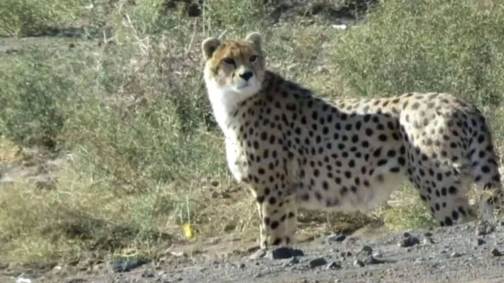 جنسیت هیوا مشخص شد