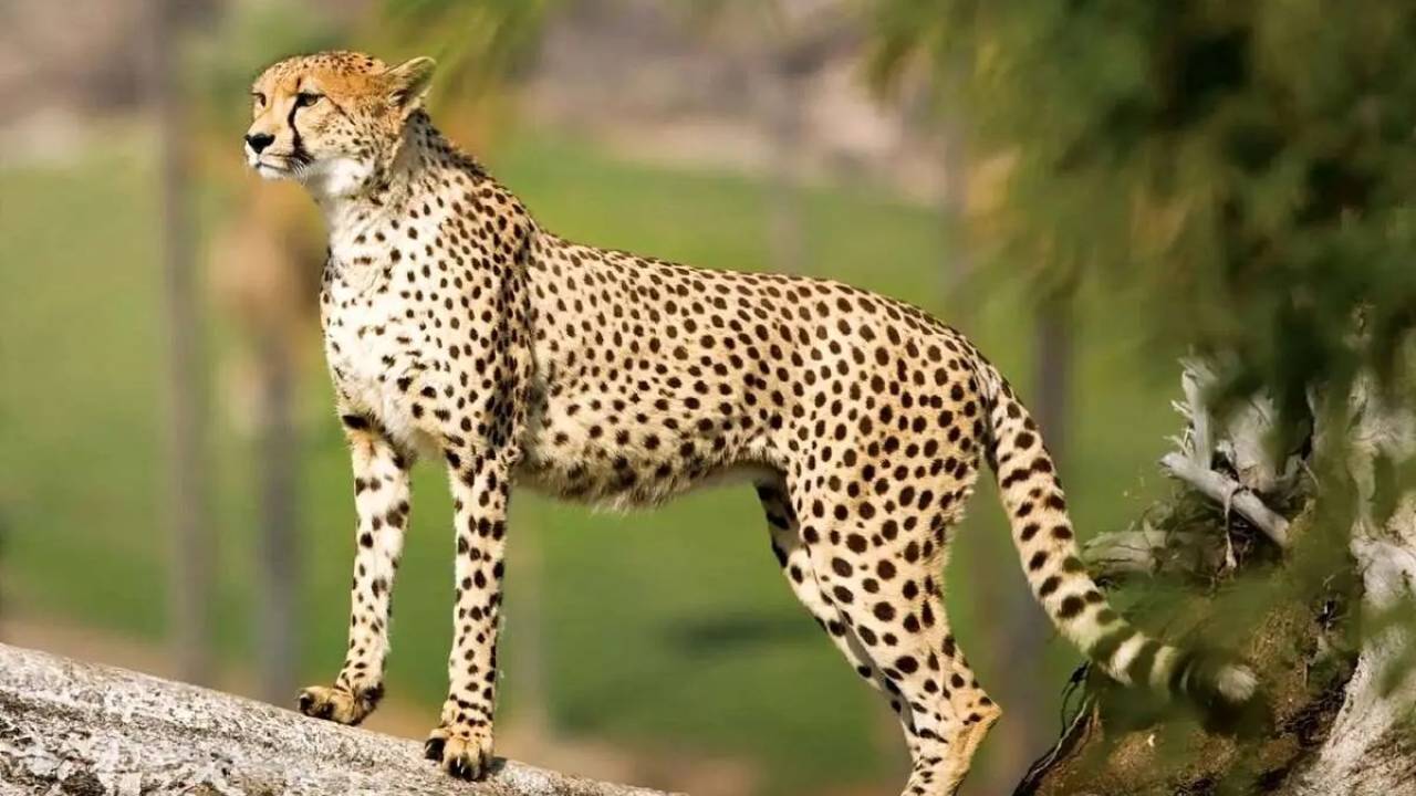نقشه ژنتیکی حیات وحش ایران