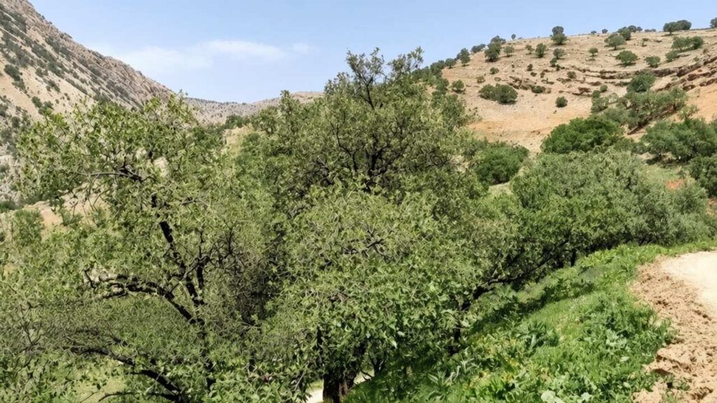 ۴۶ درصد جنگل‌های بلوط لرستان گرفتار زوال و خشکیدگی شده‌اند