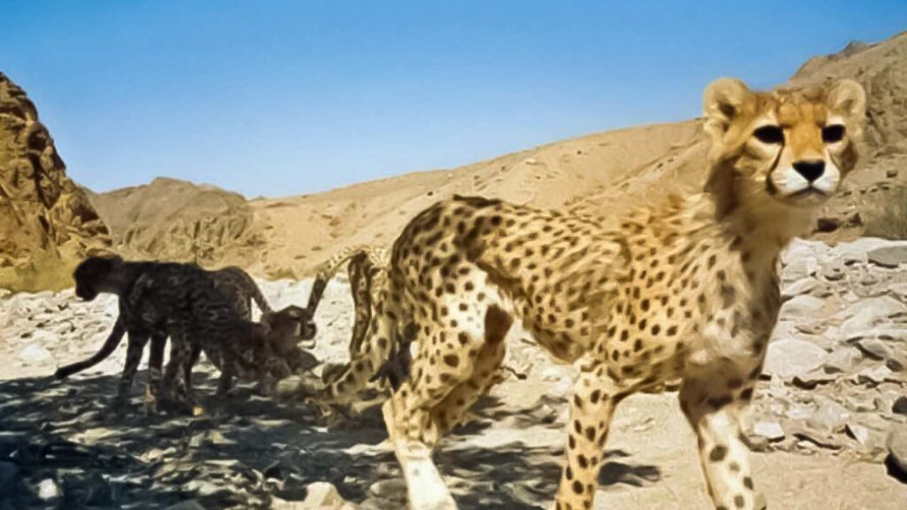 معدن‌کاوی محرمانه در زیستگاه یوز؛ چرا مصوبه دره انجیر پنهان ماند؟
